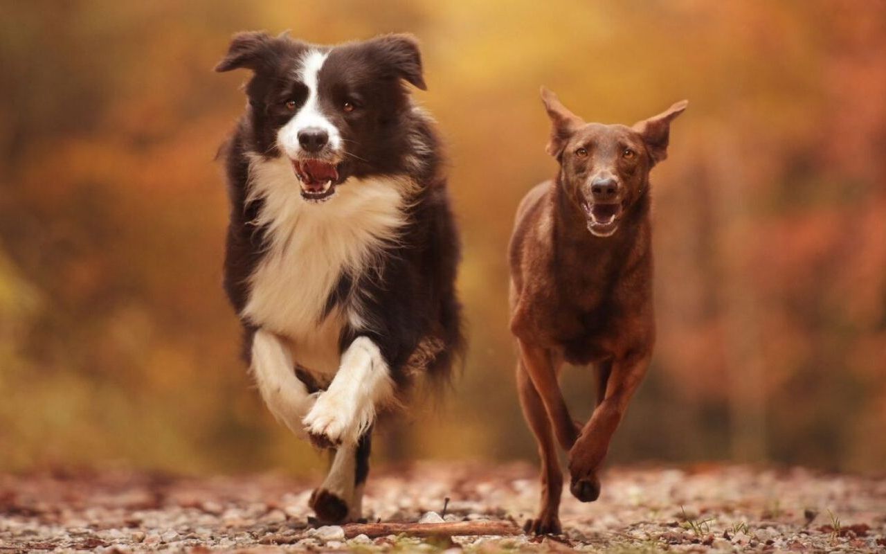 dog training corpus christi texas reliable recall