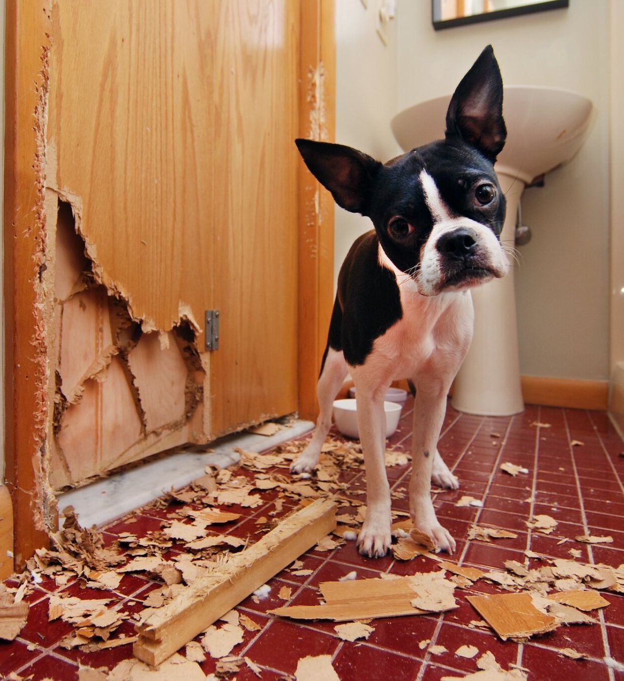 dog training corpus christi texas separation anxiety blog