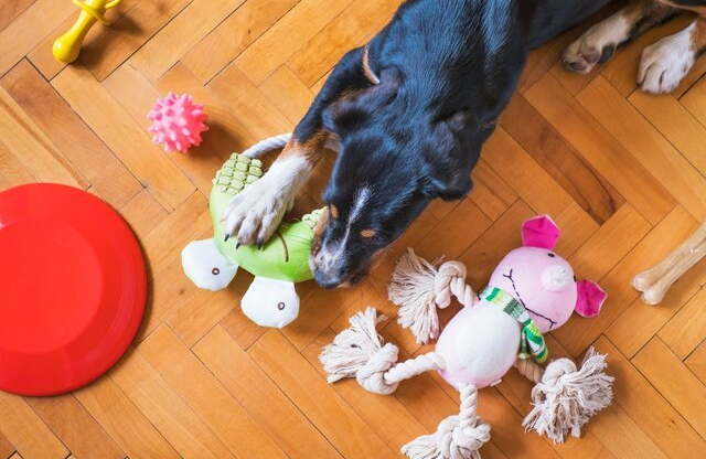 dog training corpus christi toy mess