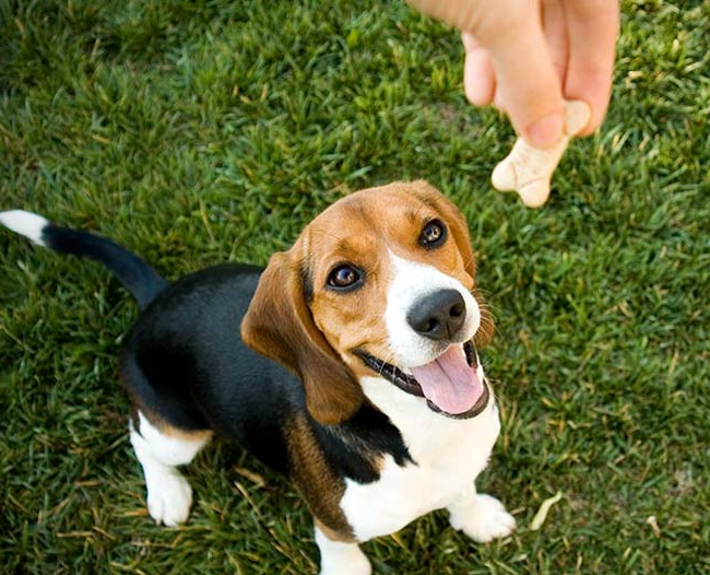 dog training corpus christi