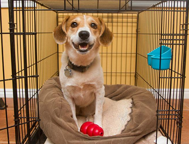 dog training corpus christi tx kennel train