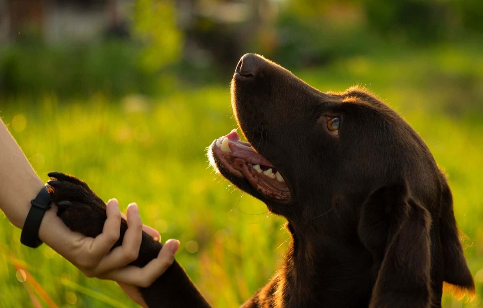 dog training corpus christi