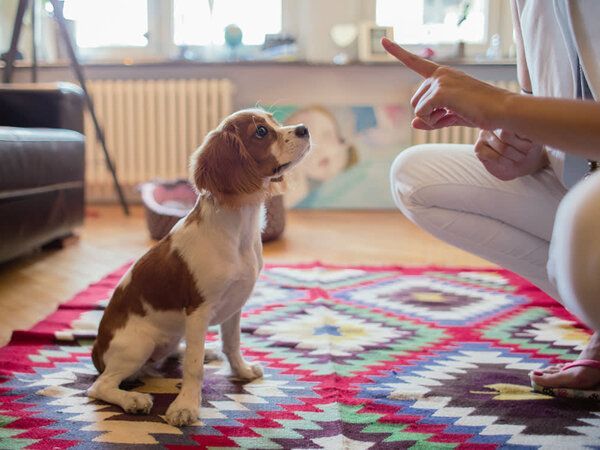 early training for puppies