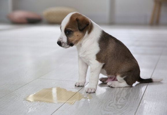 early dog potty training
