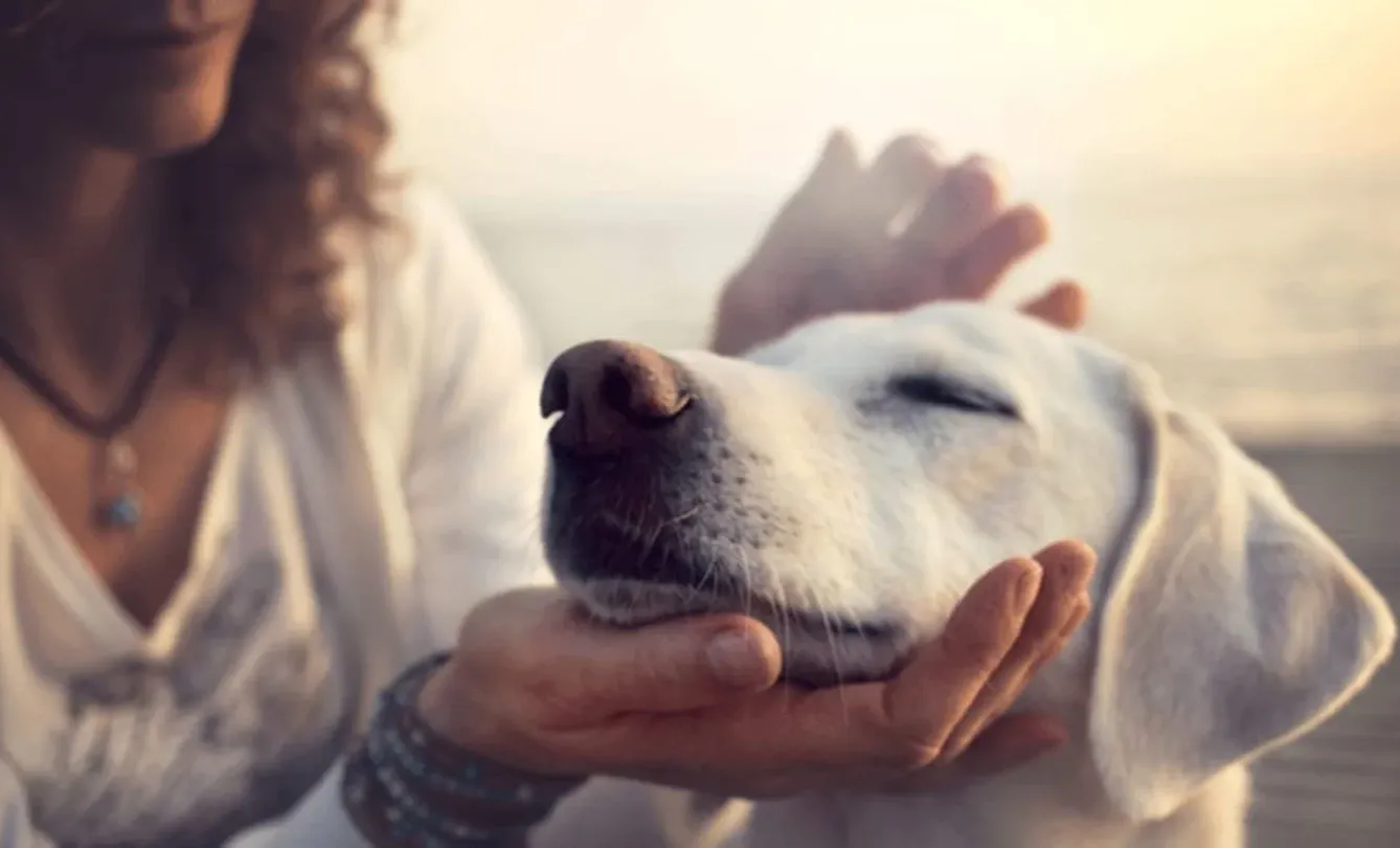 healthy puppy obedience training expectations