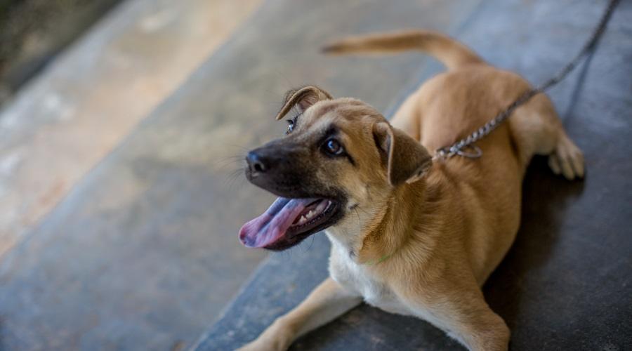 leash puppy obedience training