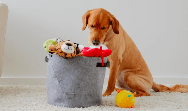 obedience training clean up toys