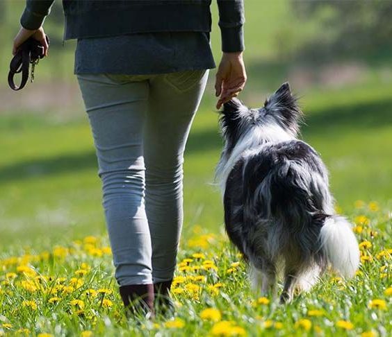 off leash corpus christi dog training