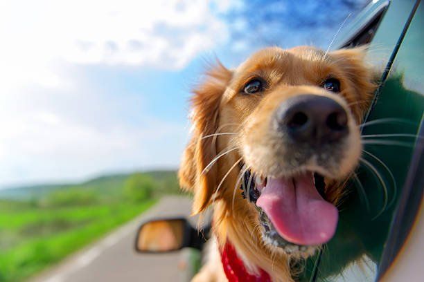 positive association dog trainer