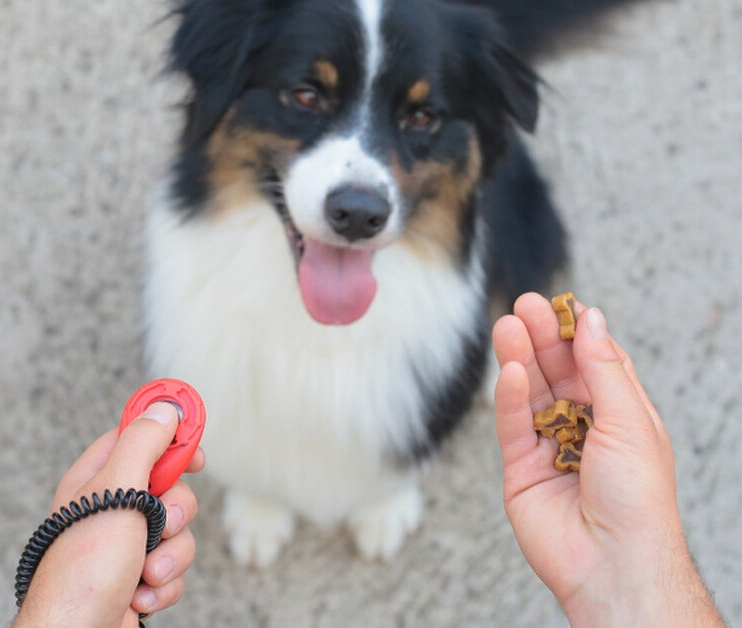 positive dog training clicker