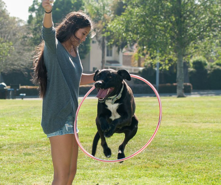 positive dog training expectations