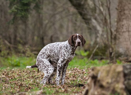 dog trainer for early training