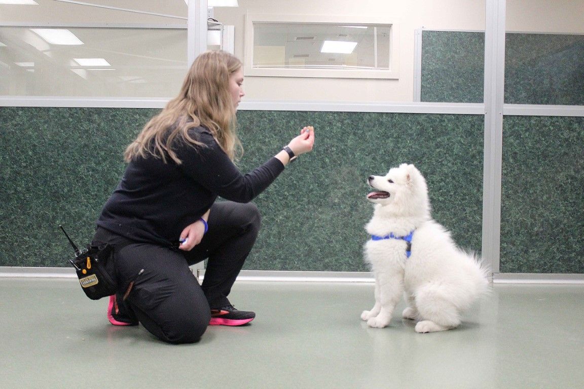 private corpus christi dog obedience training