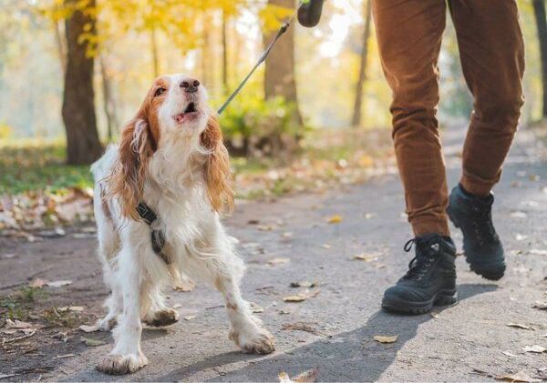 pros of lead dog training corpus christi