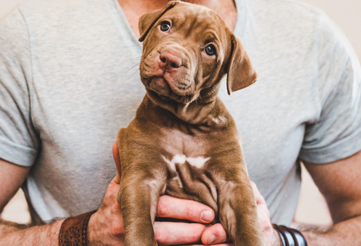 puppy obedience training immediately
