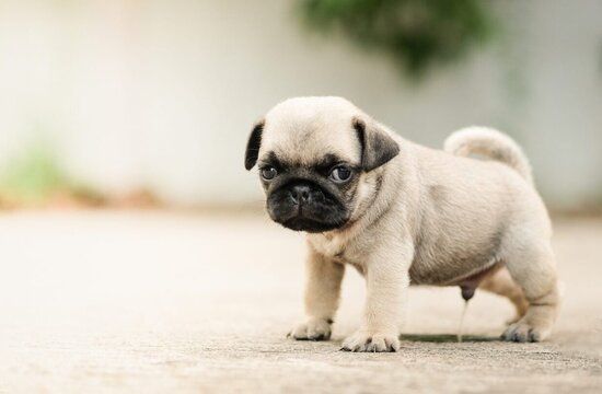 puppy obedience training potty