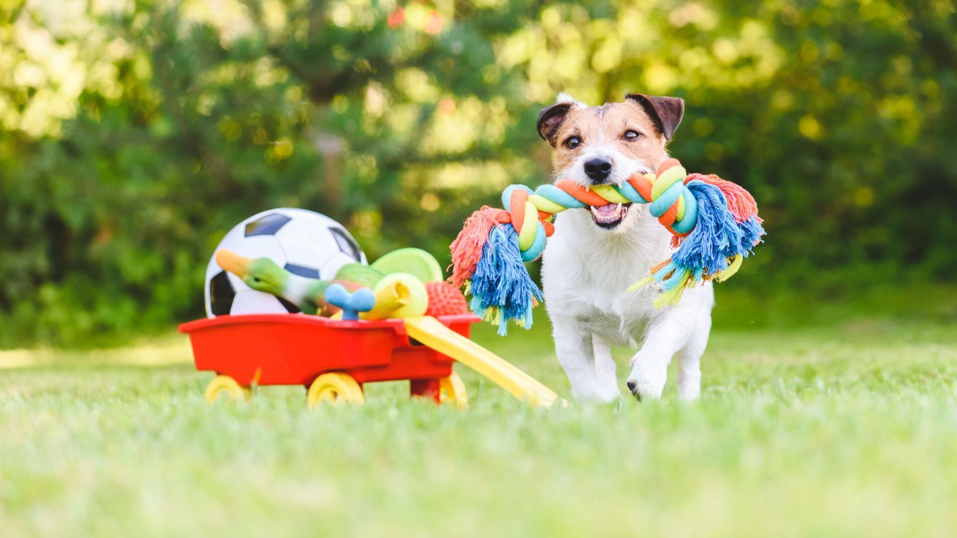 puppy obedience training toy names