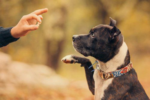 puppy training corpus christi important commands