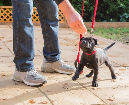 puppy classes important commands