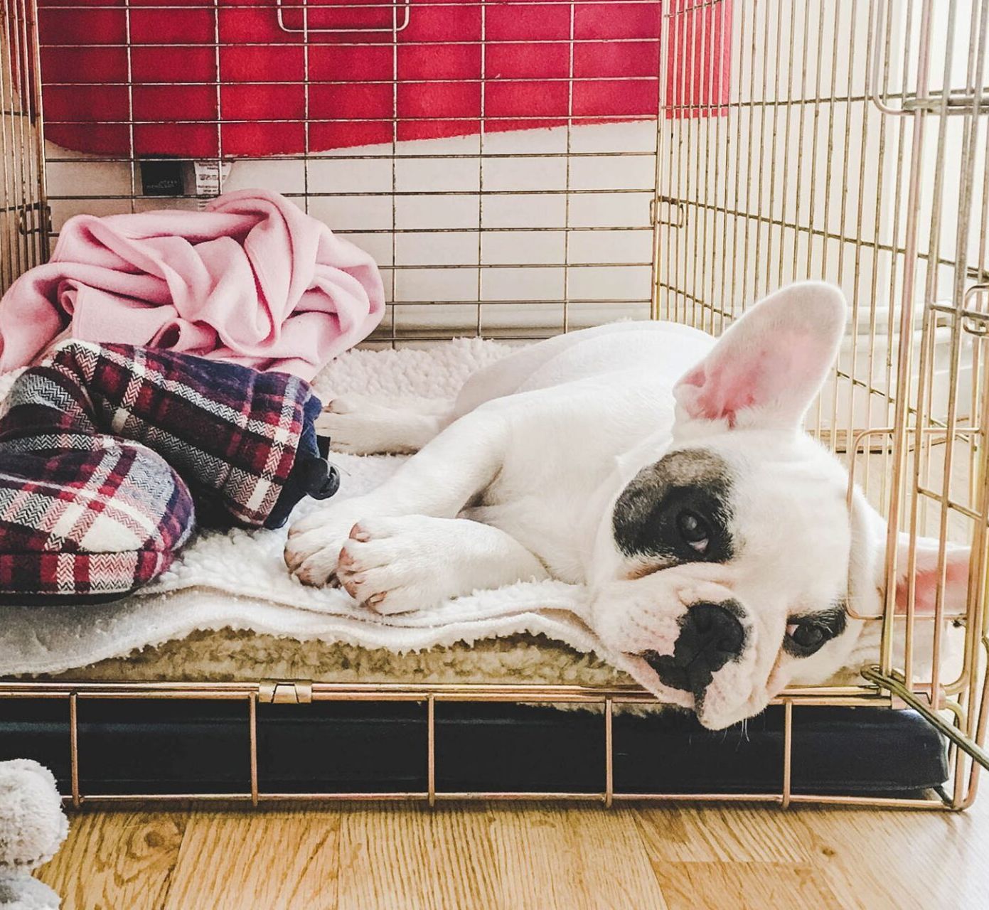 puppy classes kennel training