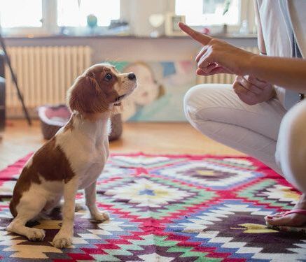puppy obedience training age matters