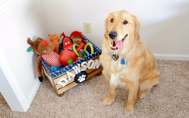 puppy obedience training clean up toys