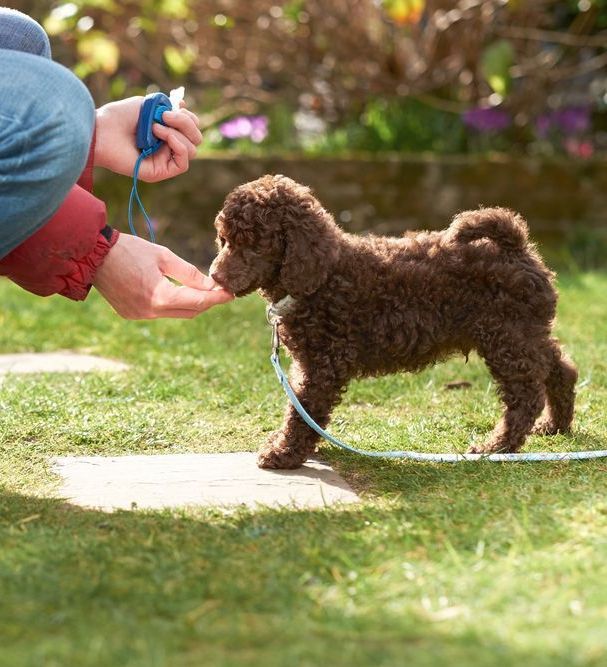 puppy obedience training young