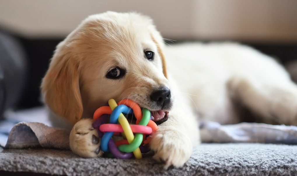 puppy trainers toy identification