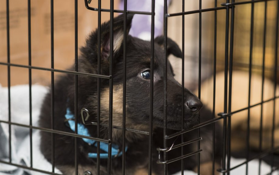 puppy training corpus christi kennel train