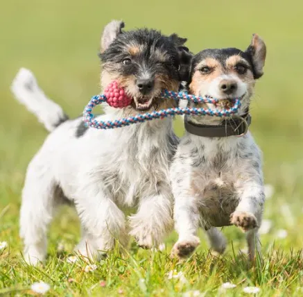 puppy training corpus christi socialization