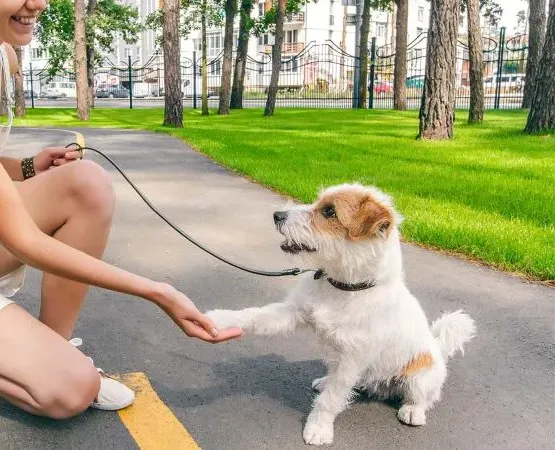 dog training corpus christi texas