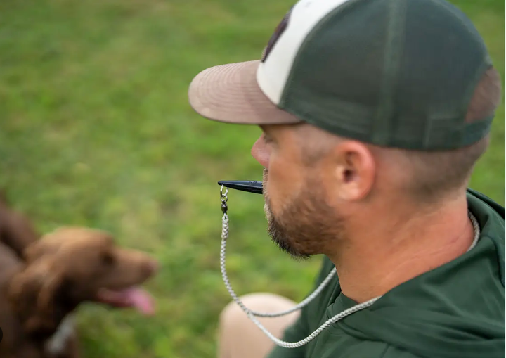 whistle dog obedience training corpus christi tx