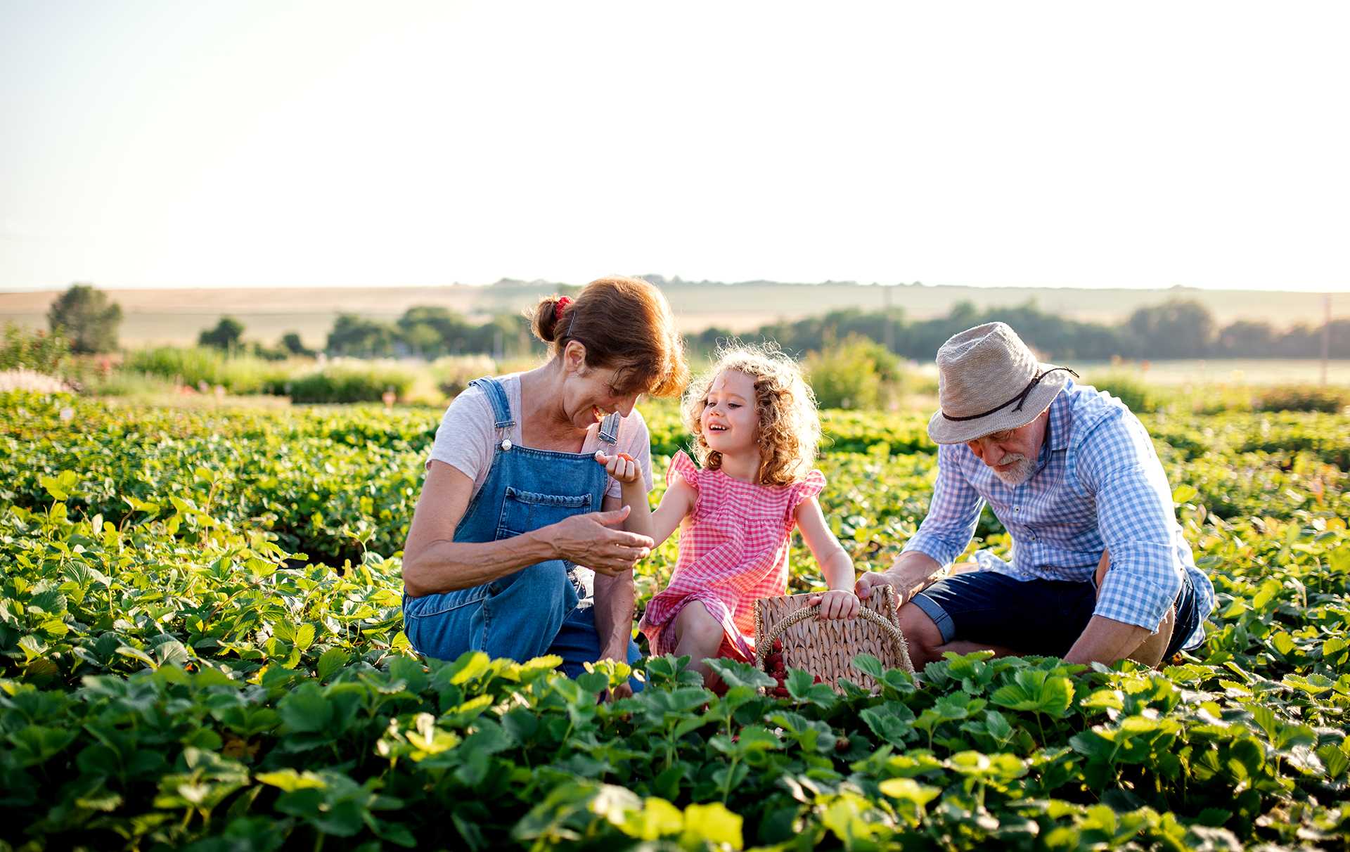 Family, in a strawberry field, picks berries. Woman, child, and man smile at basket. Sunlight.