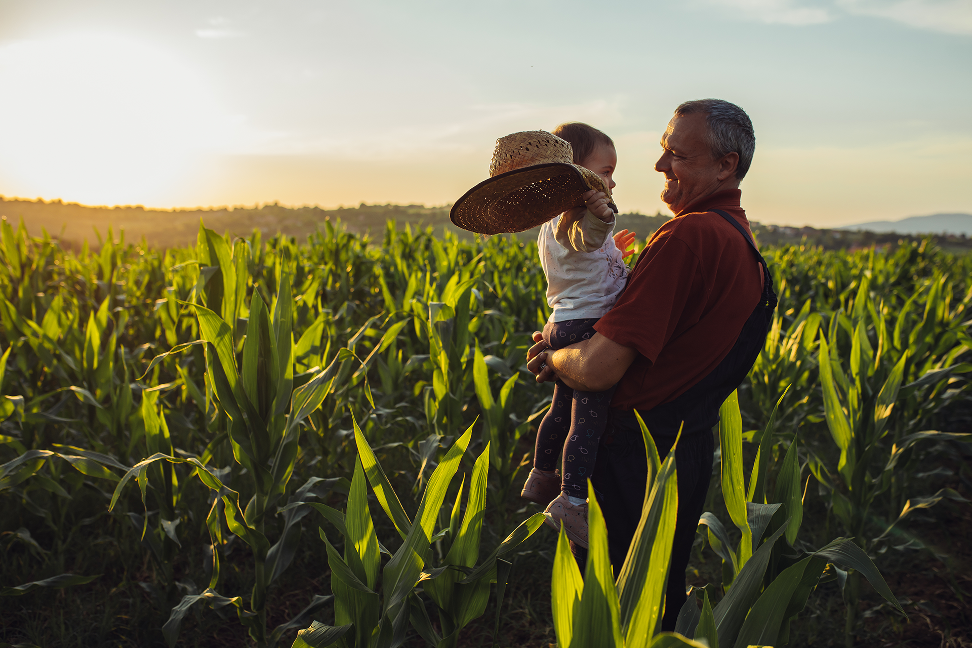 Grandfather holds a child in a cornfield at sunset, gesturing with a straw hat.