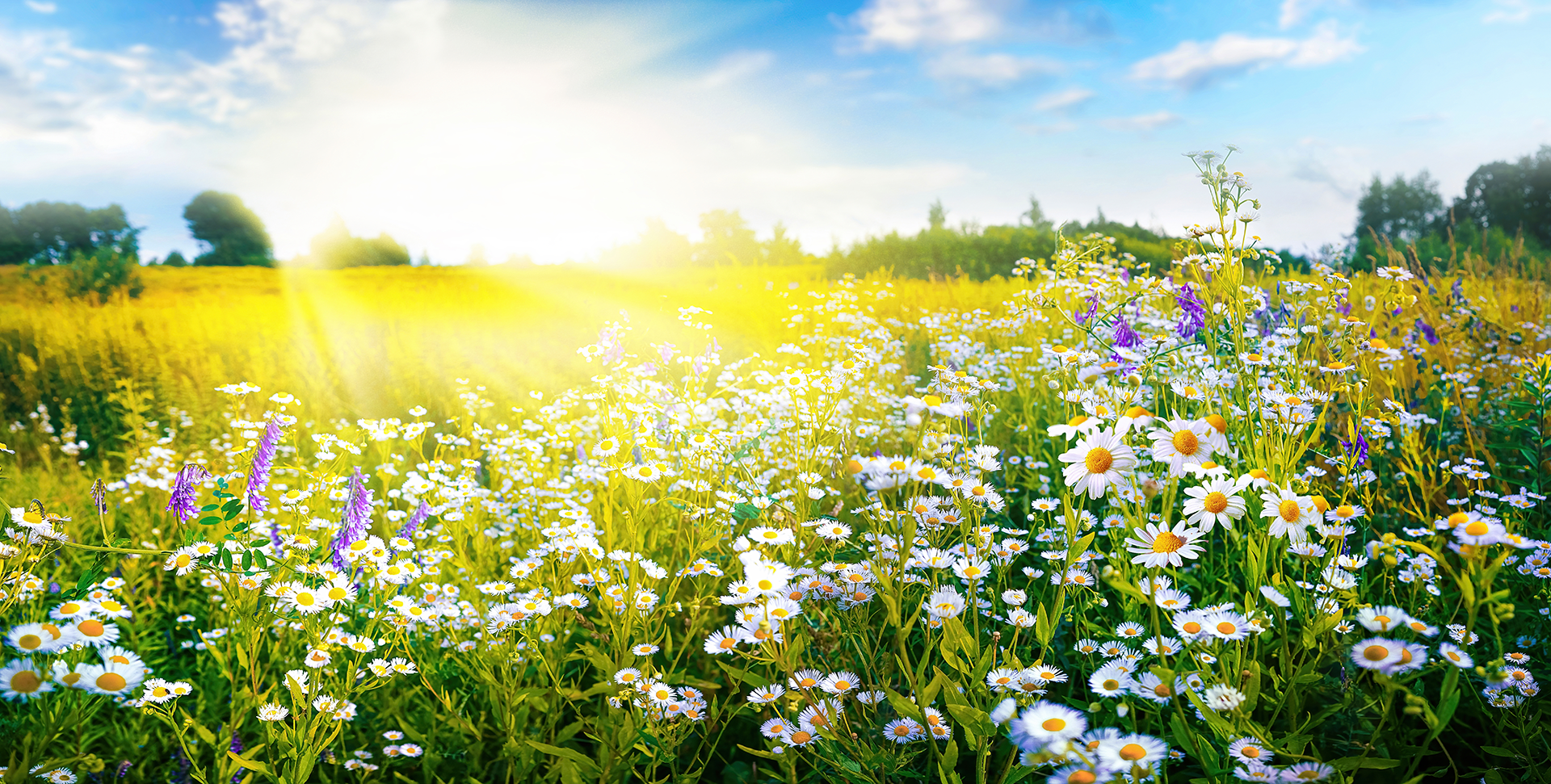 Bright sunny meadow filled with wildflowers and the sun shining through the blue sky.