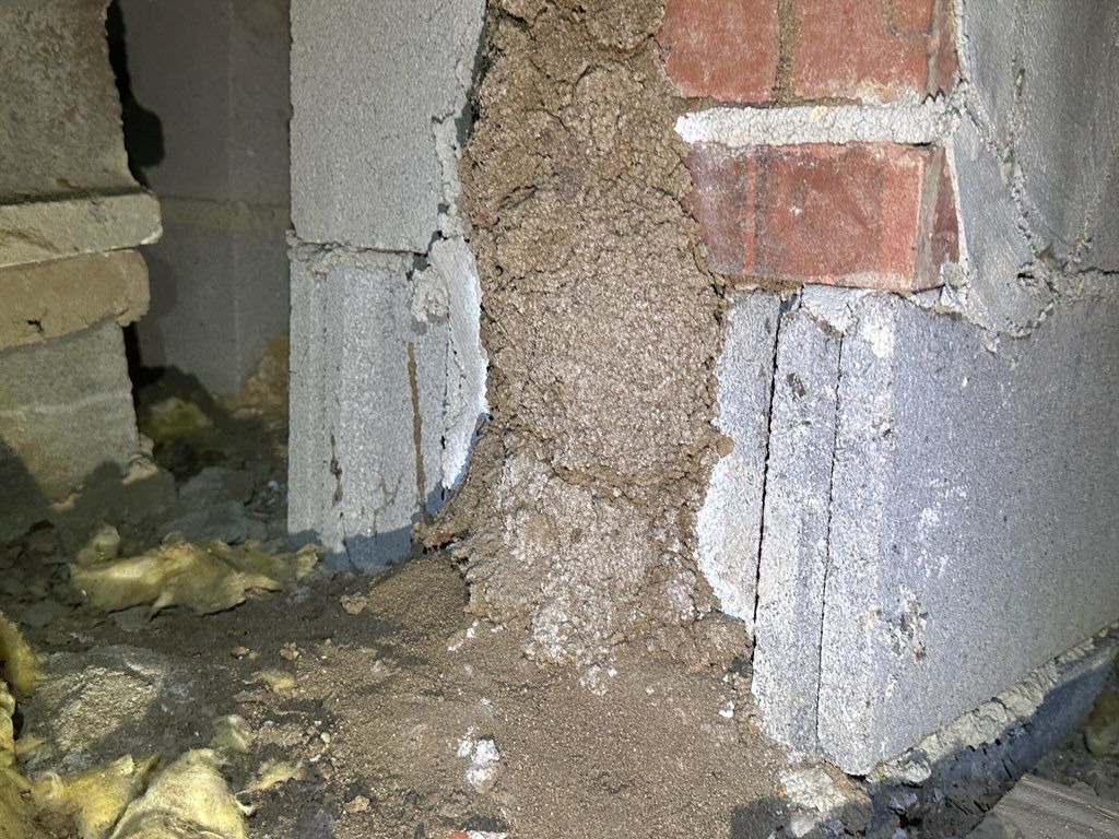 A thick, brown termite mud tube running vertically up a grey concrete block and brick foundation wall.