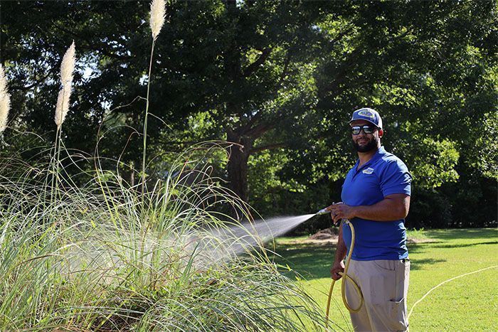 A person in a blue shirt wearing a cap and sunglasses uses a hose to spray water on a patch of tall ornamental grass.