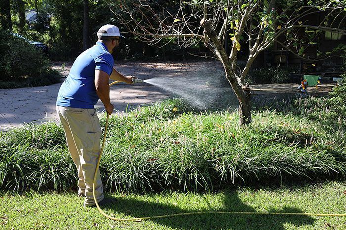 A person in a blue shirt and khaki pants stands in a yard, watering a garden bed with a hose.