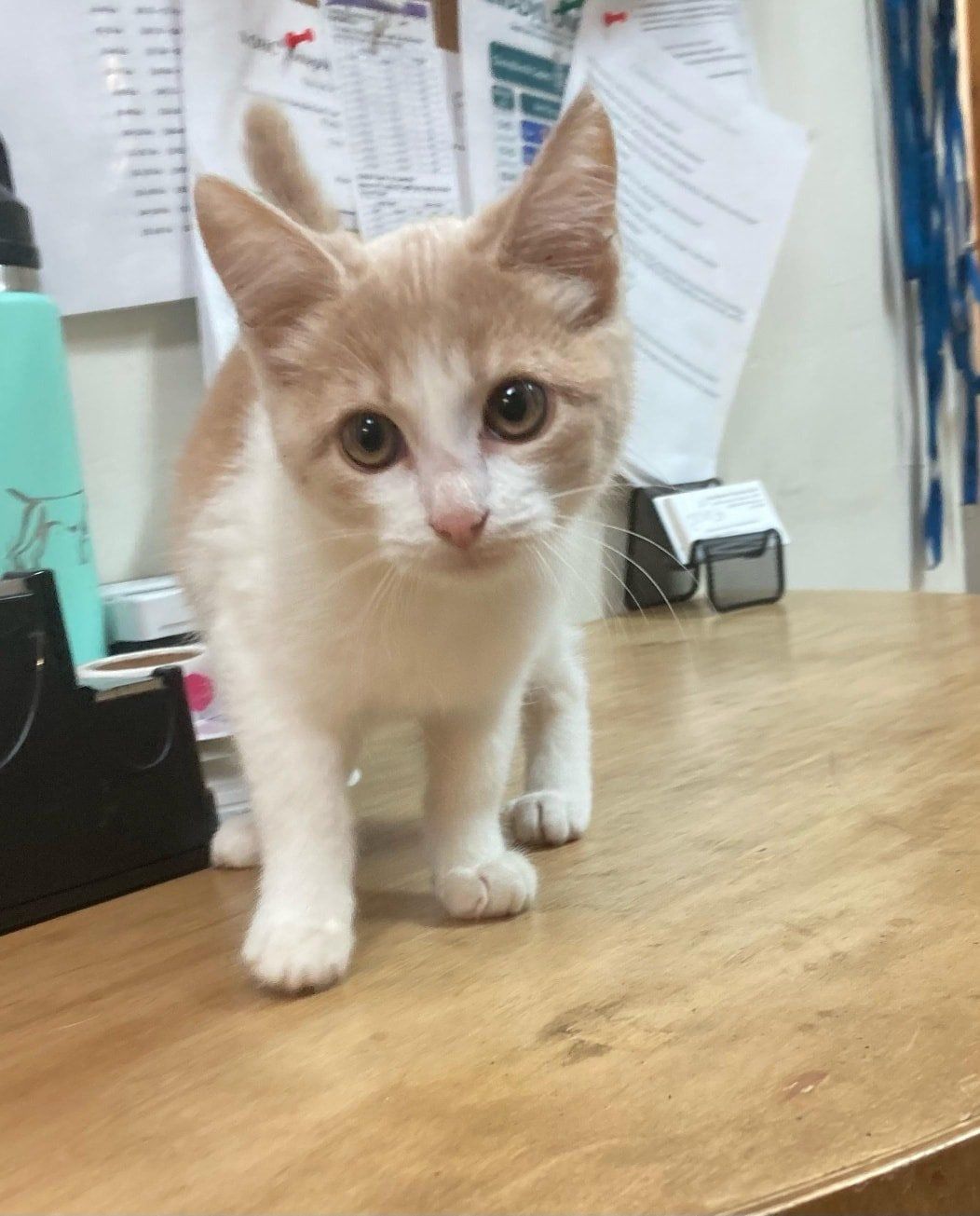 A white and yellow kitten — Palestine, TX — Brookhollow Veterinary Clinic