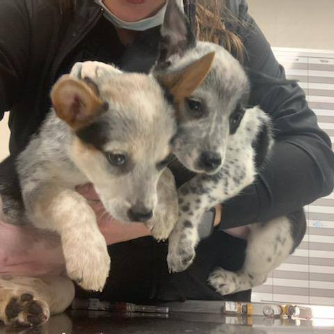 Two cute puppies — Palestine, TX — Brookhollow Veterinary Clinic