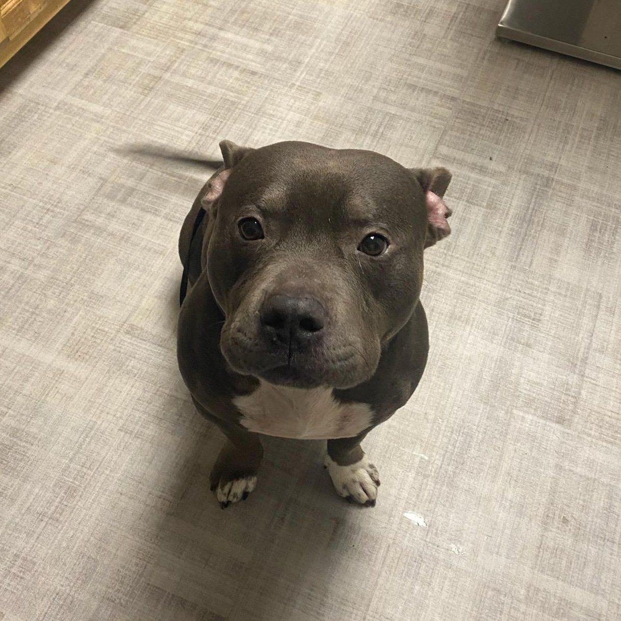 A bully dog — Palestine, TX — Brookhollow Veterinary Clinic