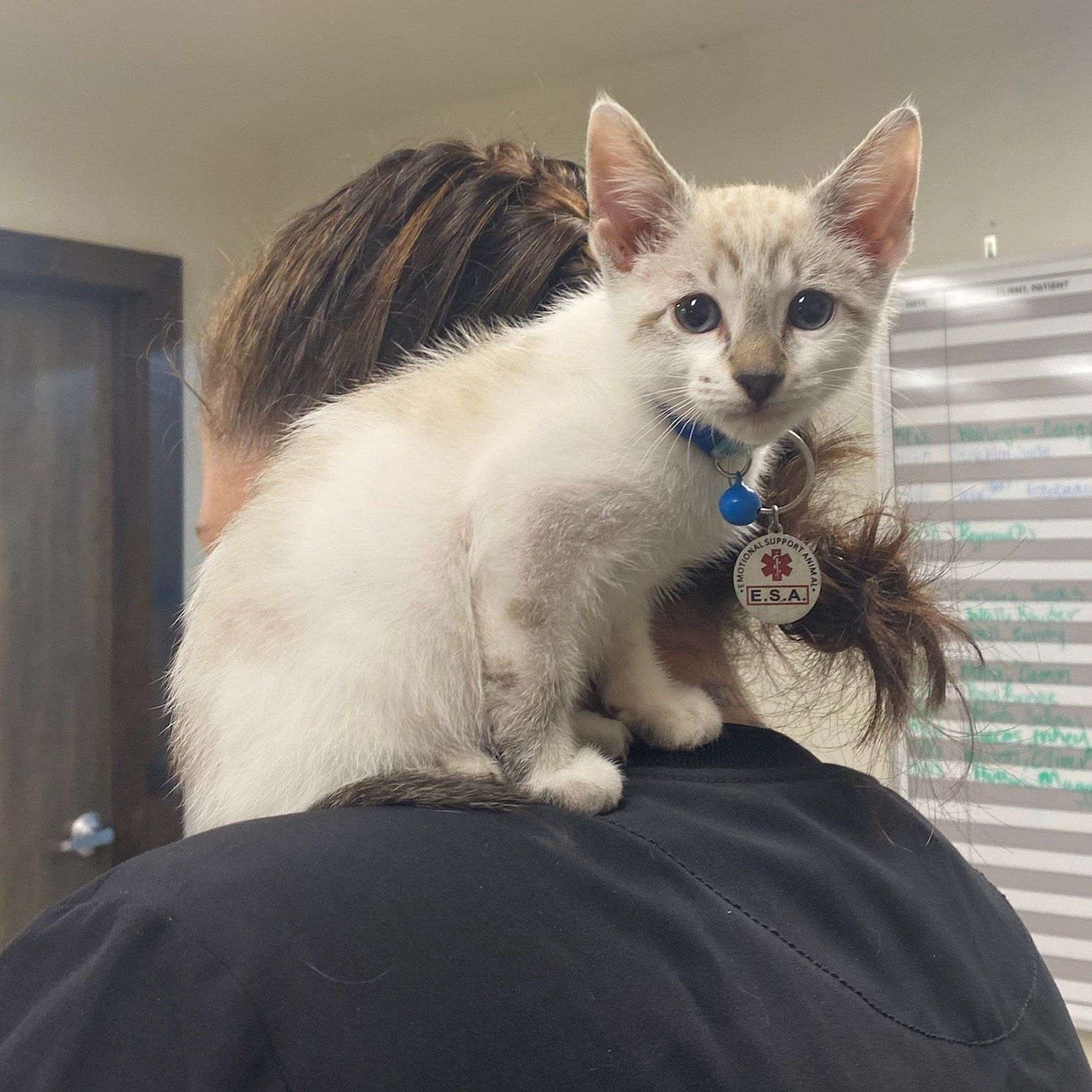 A fur parent holding a white cat — Palestine, TX — Brookhollow Veterinary Clinic