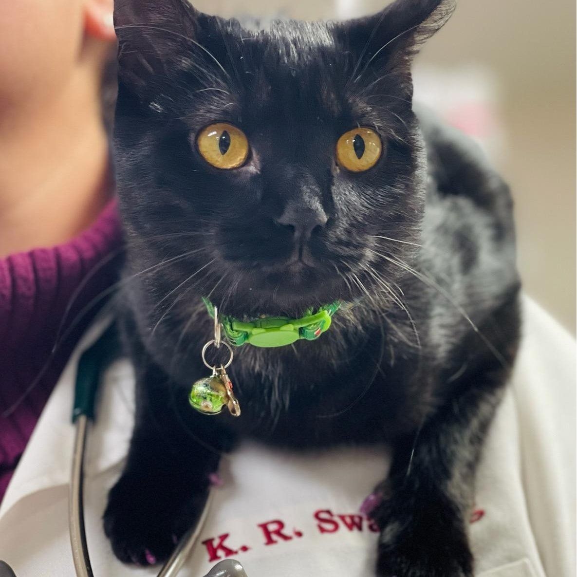 A black cat staring into something — Palestine, TX — Brookhollow Veterinary Clinic