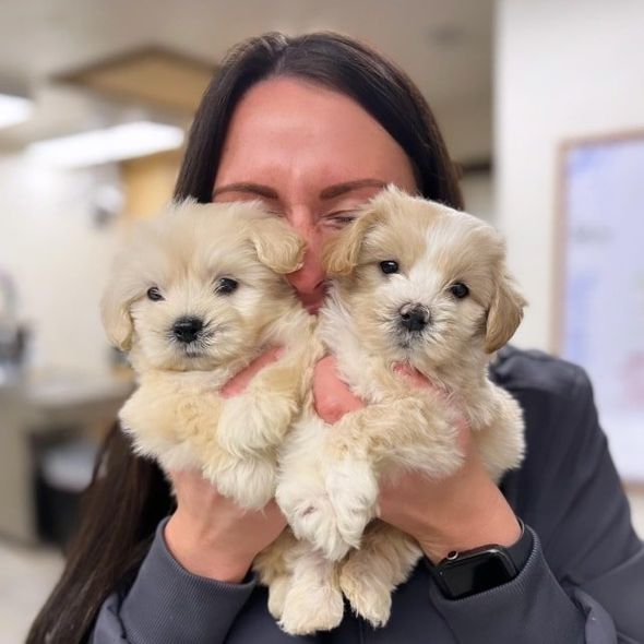 Pet Owner — Palestine, TX — Brookhollow Veterinary