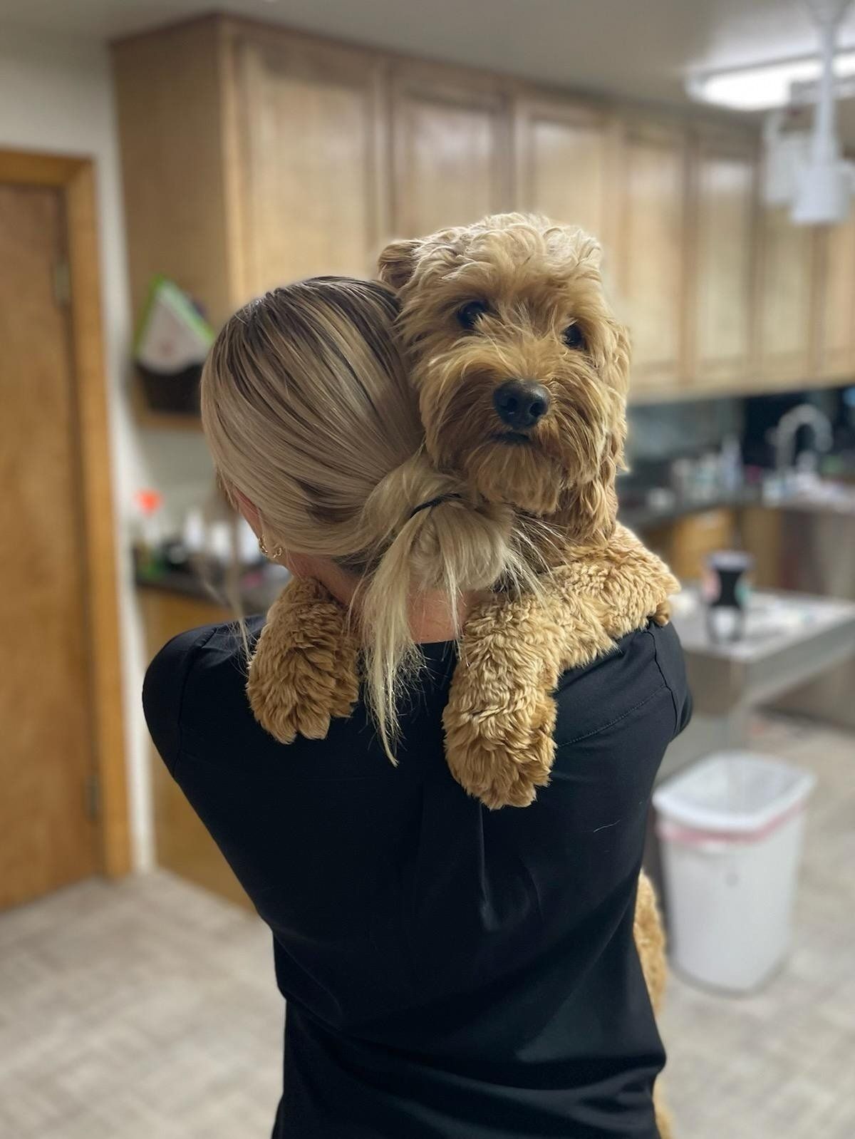 A hairy dog — Palestine, TX — Brookhollow Veterinary Clinic