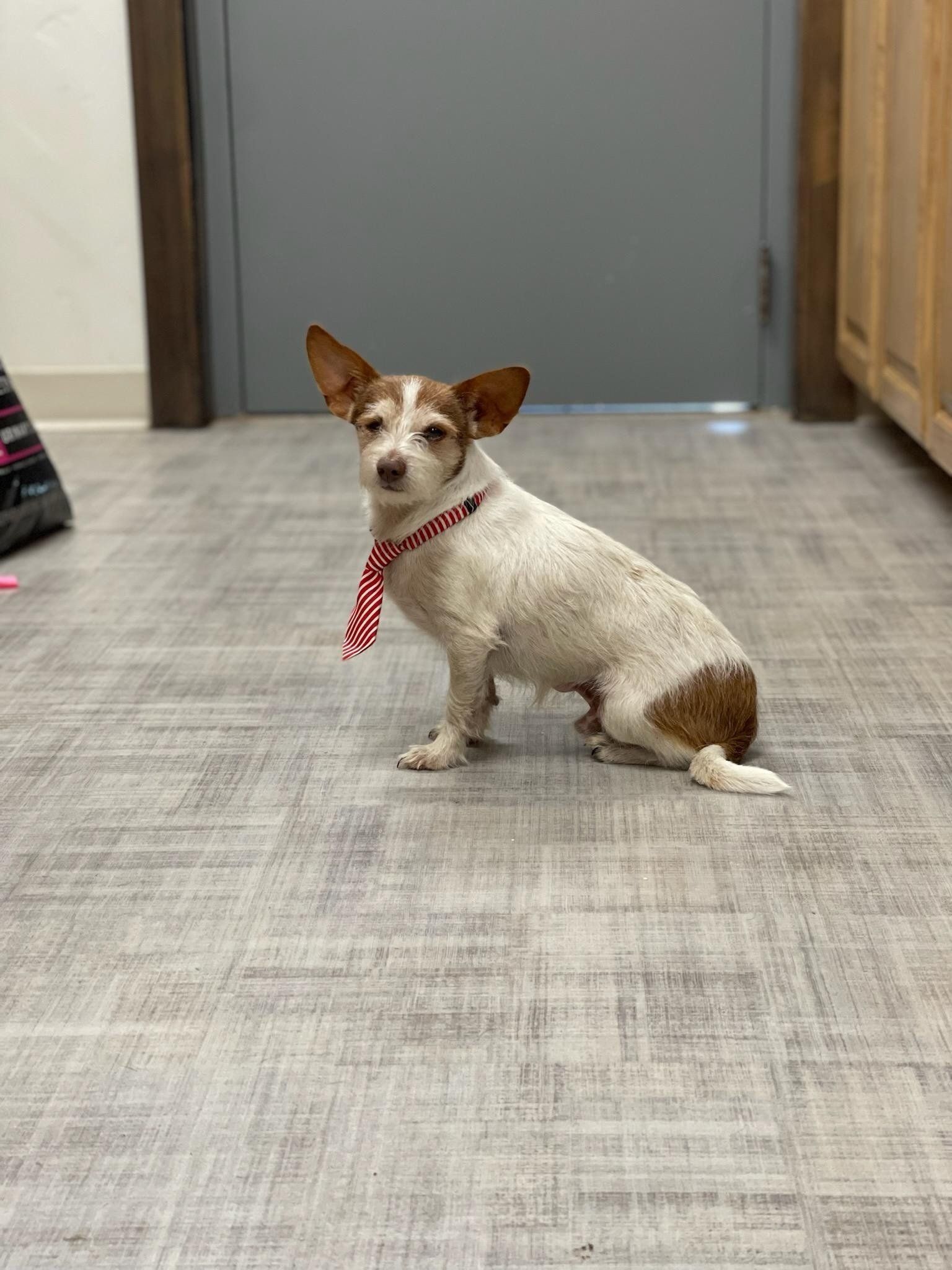 A white dog — Palestine, TX — Brookhollow Veterinary Clinic