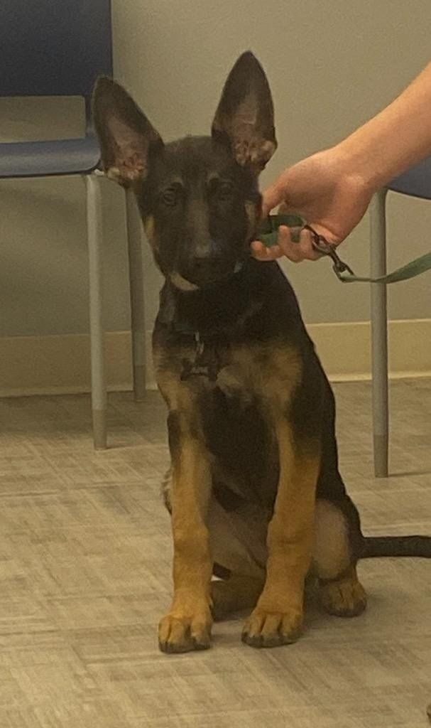 A black dog with collar — Palestine, TX — Brookhollow Veterinary Clinic