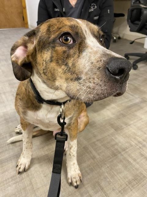 A dog with collar — Palestine, TX — Brookhollow Veterinary Clinic