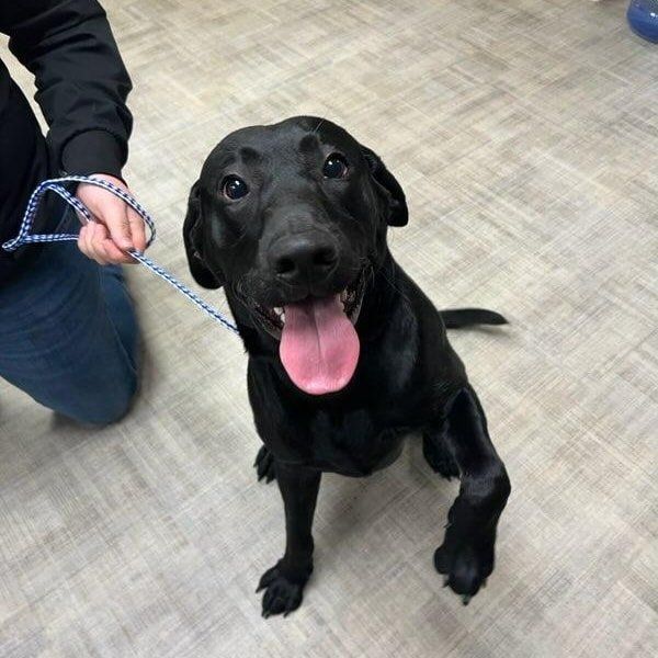 A black dog — Palestine, TX — Brookhollow Veterinary Clinic