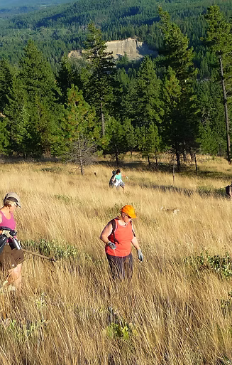 People hiking through tall, dry grass on a hillside with trees in the background. Sunny day.